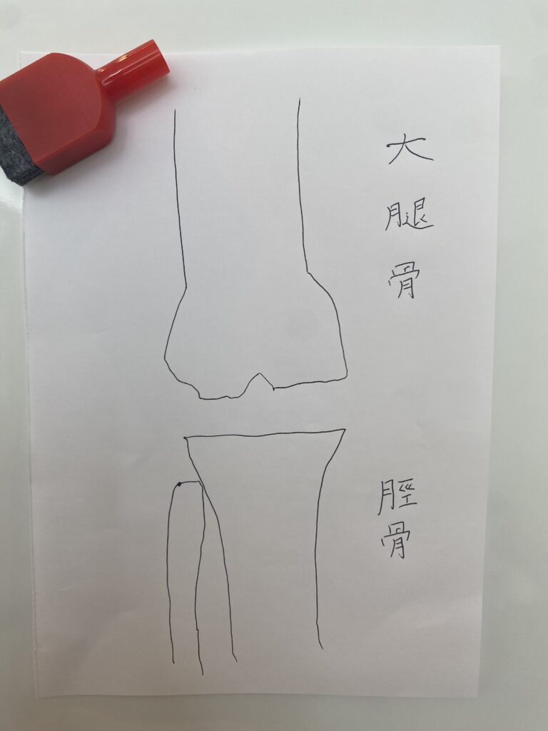 膝関節の骨の図説
