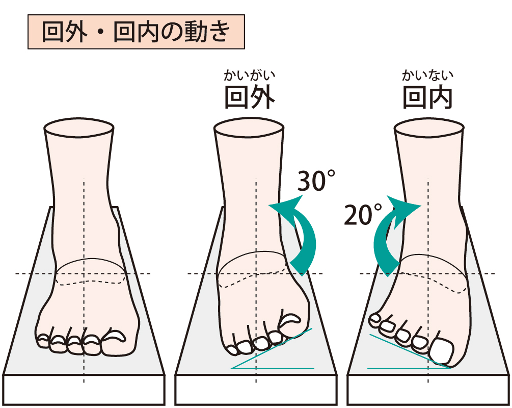 足関節の動きを分かりやすく理解することができるイメージ画像