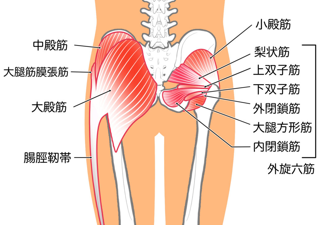 ランナー膝なども含めた膝の痛みに関連することの多い筋肉が一目で分かる画像