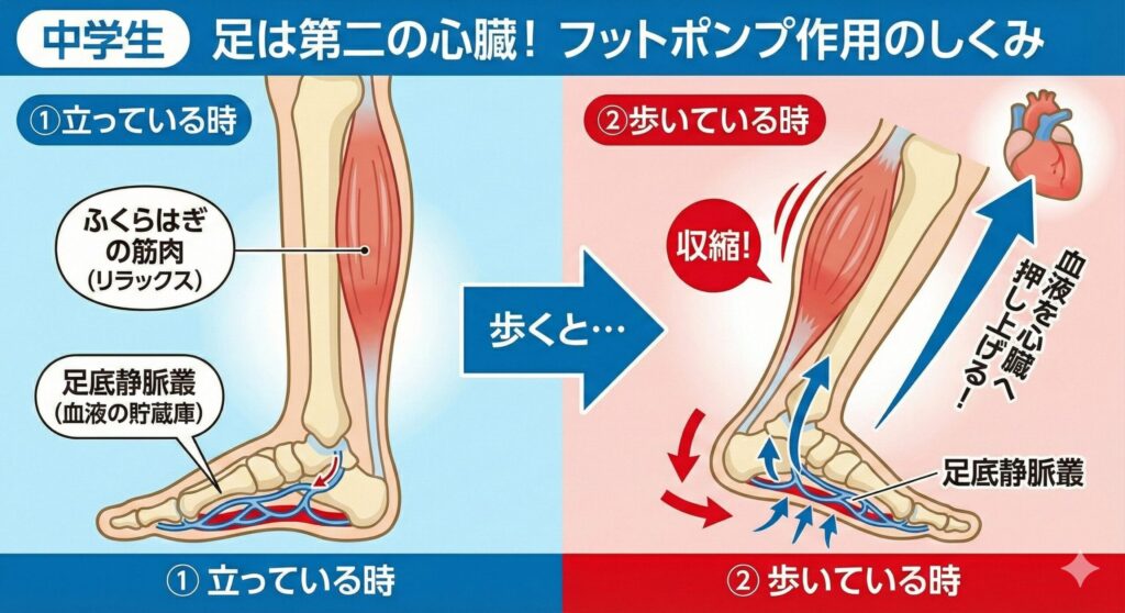 フットポンプ作用について中学生でも分かる画像