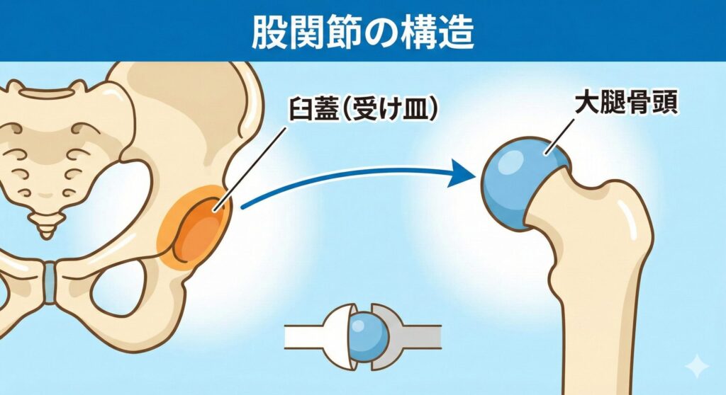 股関節の構造が臼蓋と大腿骨頭で構成されていることが一目で分かる画像