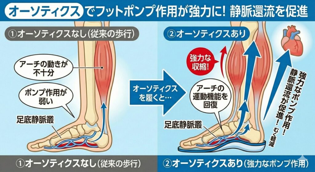 オーソティクスがフットポンプ作用を促進してむくみや冷え性を改善する理由